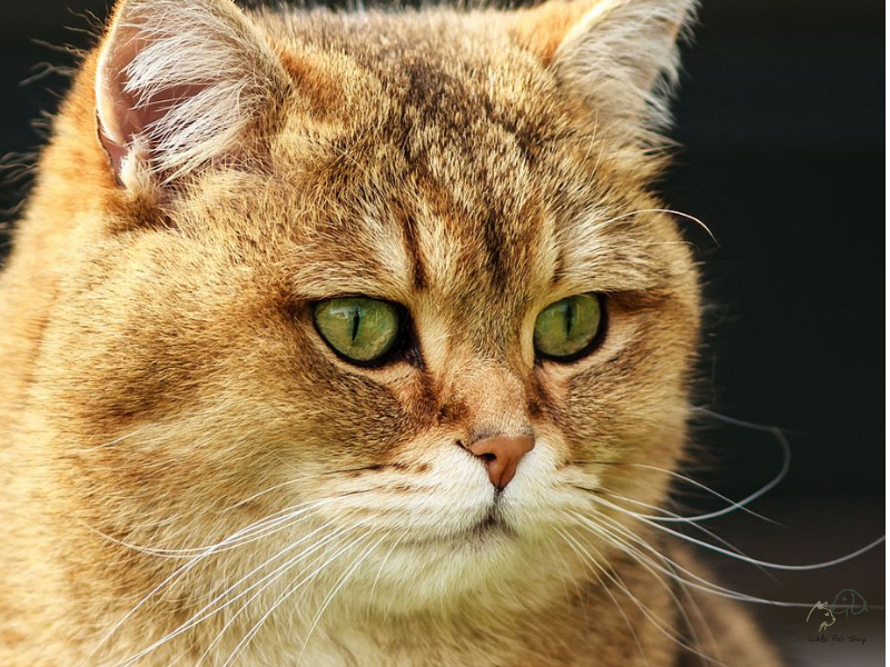 Mèo Golden lông vàng siêu ngầu