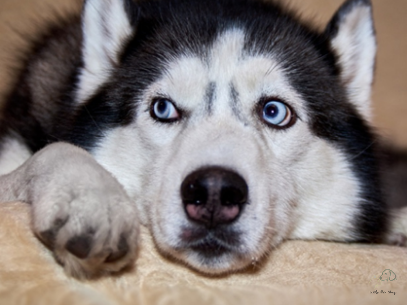 Chó Husky Siberia thuần chủng 