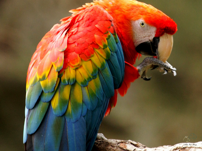 Vẹt Macaw đuôi dài