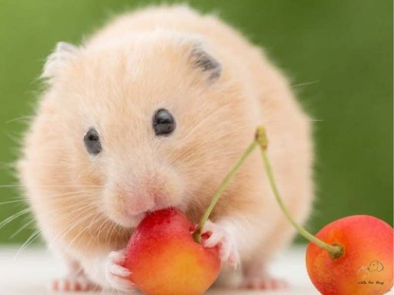 Chuột Hamster màu vàng đáng yêu