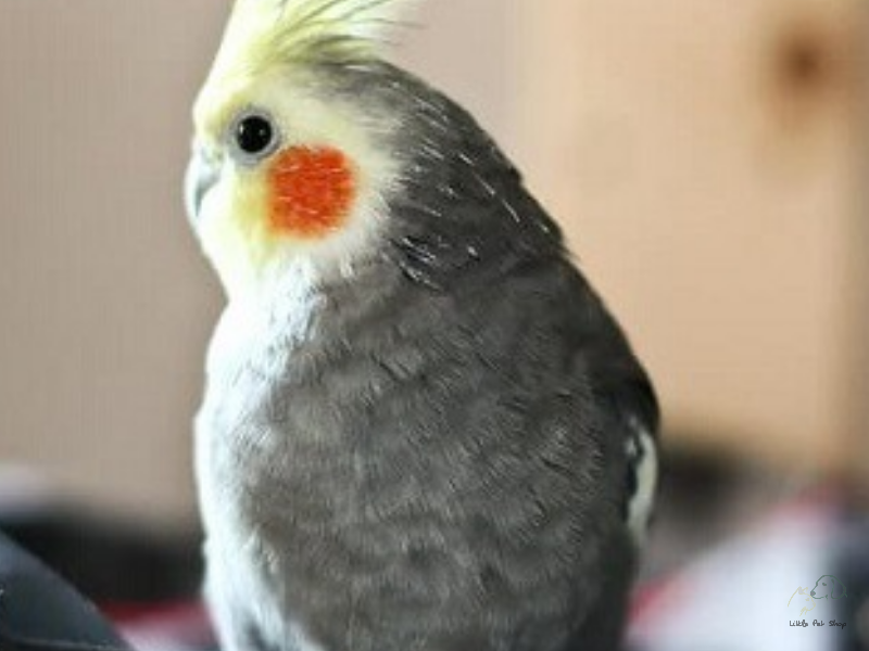 Vẹt Cockatiel