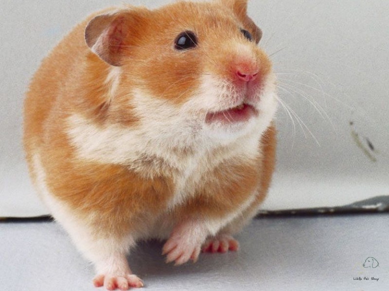 Bear gấu lông sát 