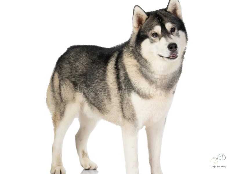 Husky 5 tháng tuổi