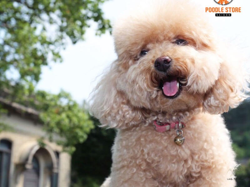 Poodle 2 tháng tuổi