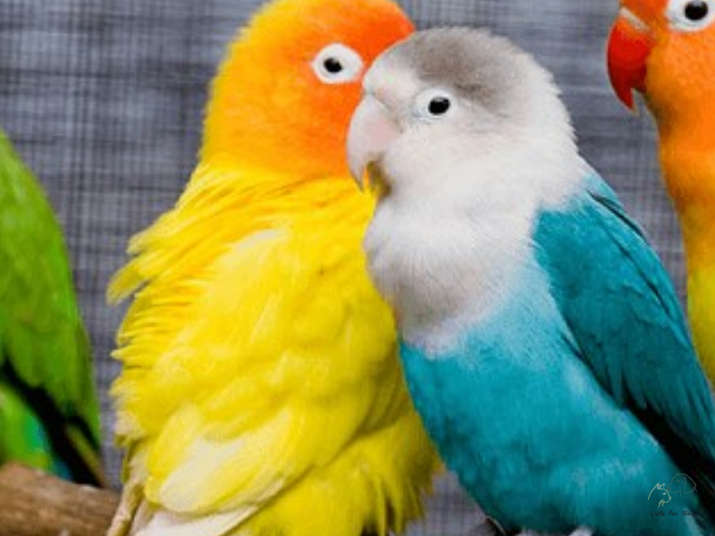 Vẹt Lovebird