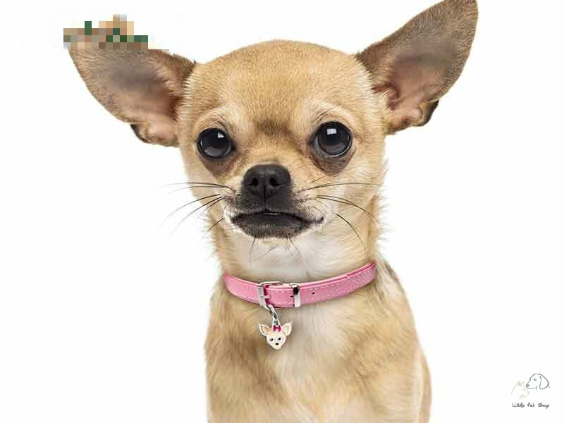 Chihuahua 1 tháng tuổi