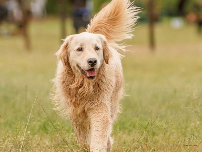 Golden Retriever 6 tháng tuổi