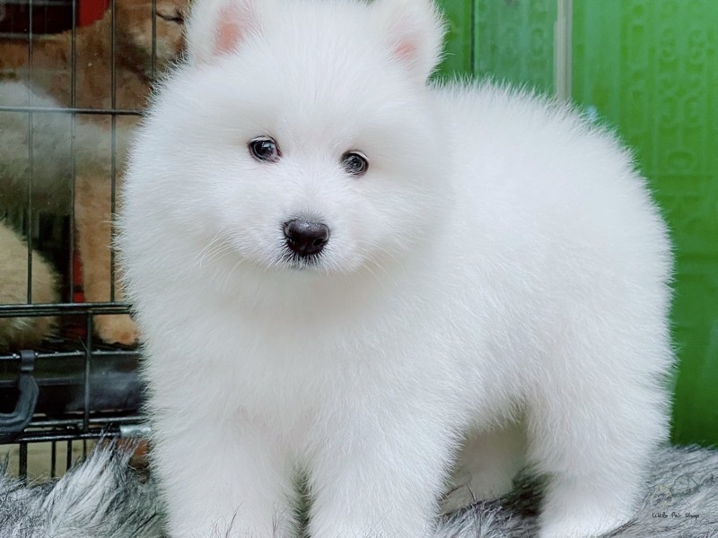 Samoyed 4 tháng tuổi