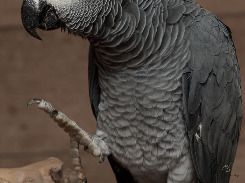 Vẹt xám Châu Phi