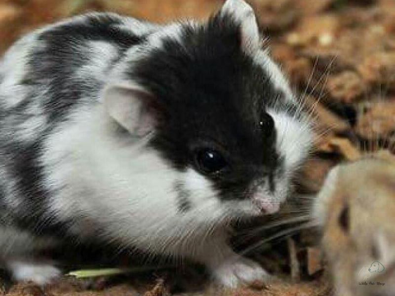 Hamster Bear Bò Sữa