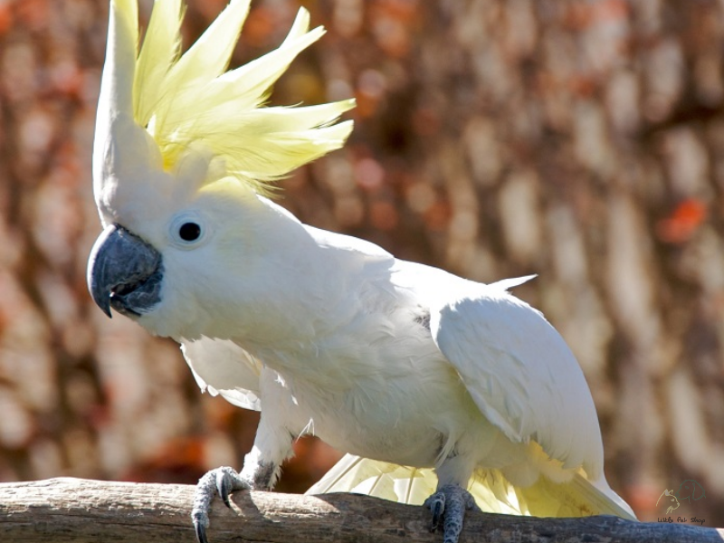 Vẹt Cockatoo