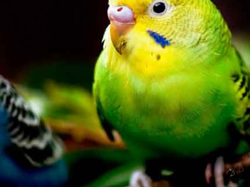 Vẹt Yến Phụng Hồng Kong