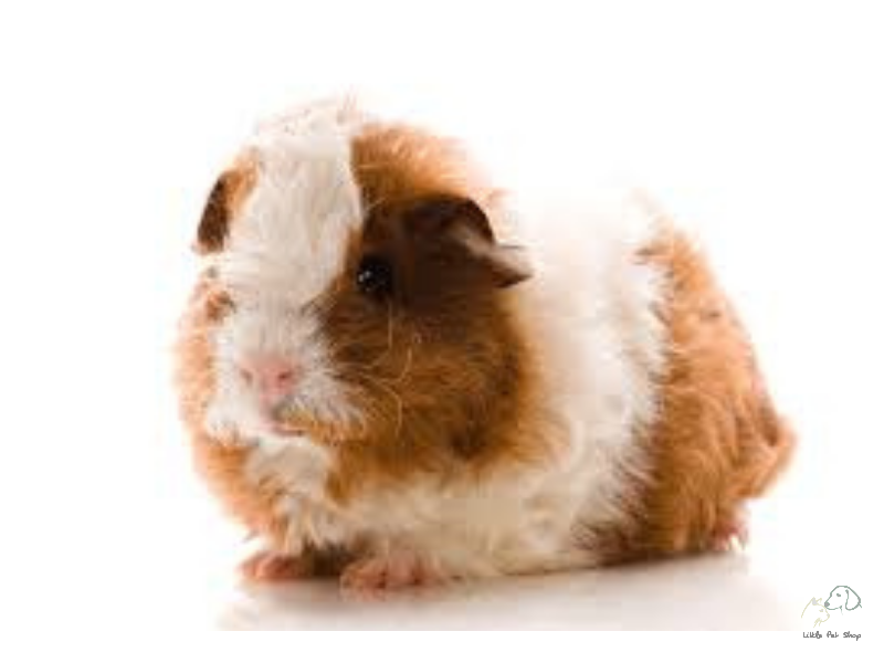 Guinea Pig Texel