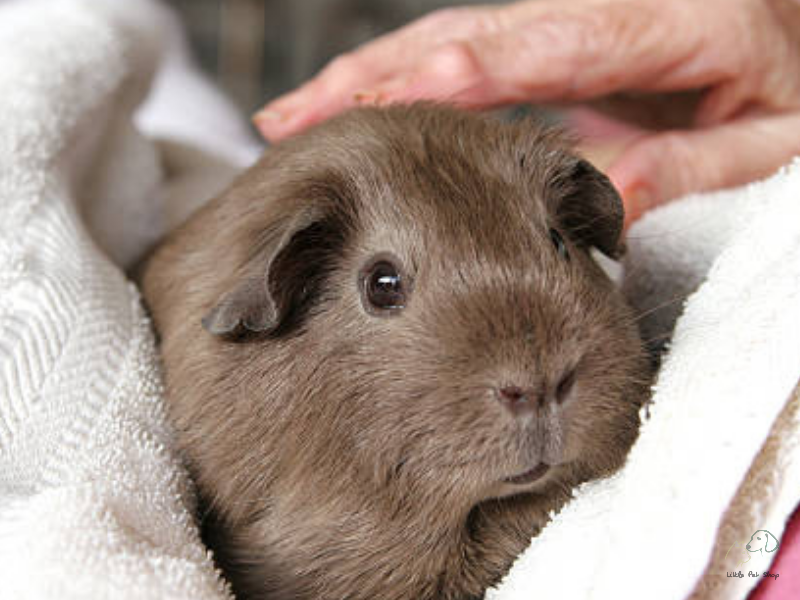 Guinea Pig Grey