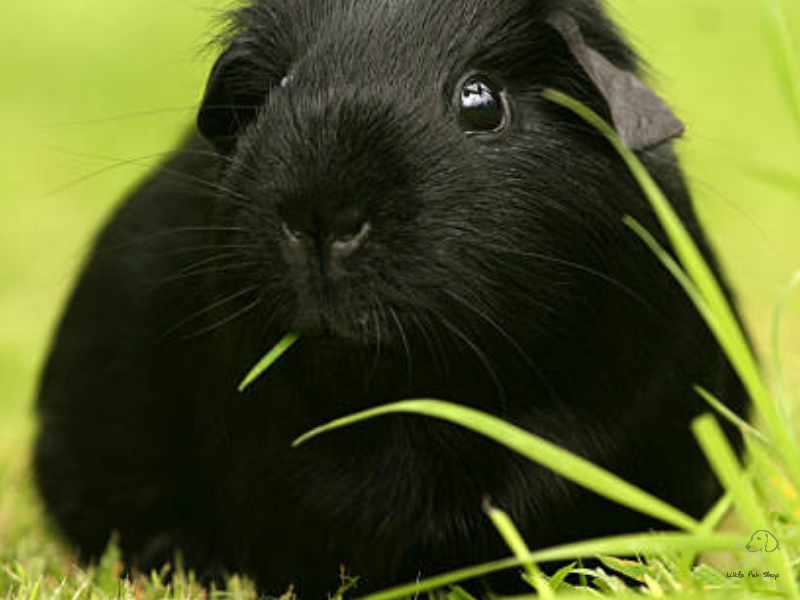 Guinea Pig Black