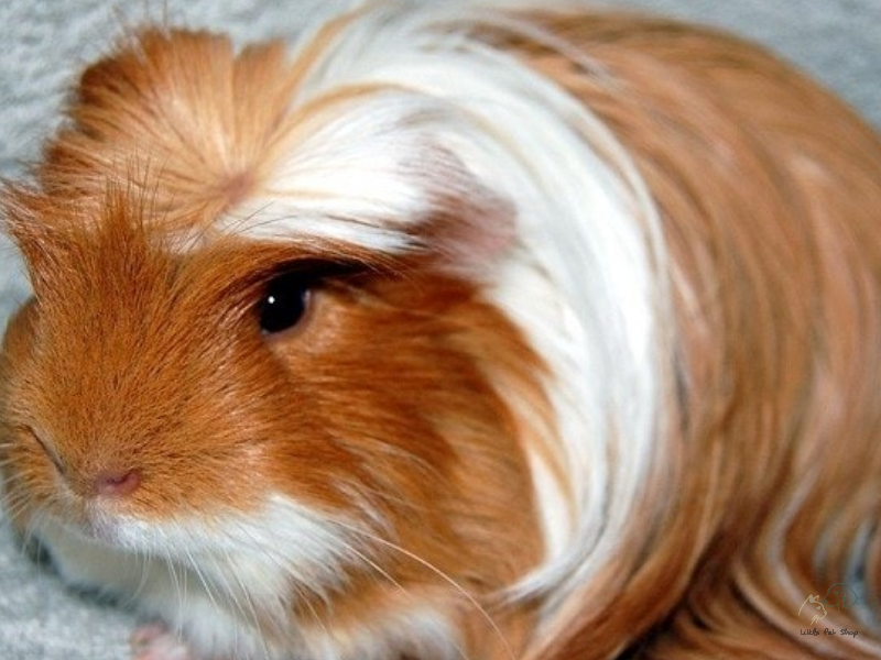 Guinea Pig Coronet