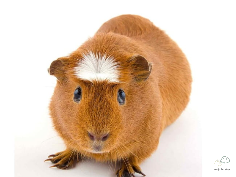 American Brown Guinea Pig