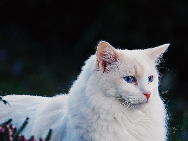 Mèo Angora Thổ Nhĩ Kỳ siêu đẹp