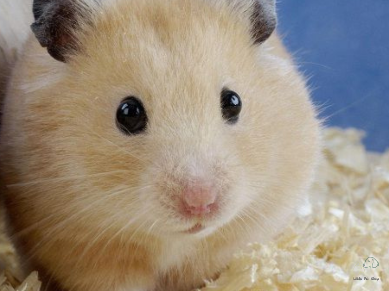 Hamster vàng chanh Thái Lan