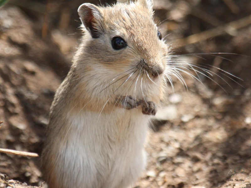 Gerbil Monoglian (chuột nhảy)