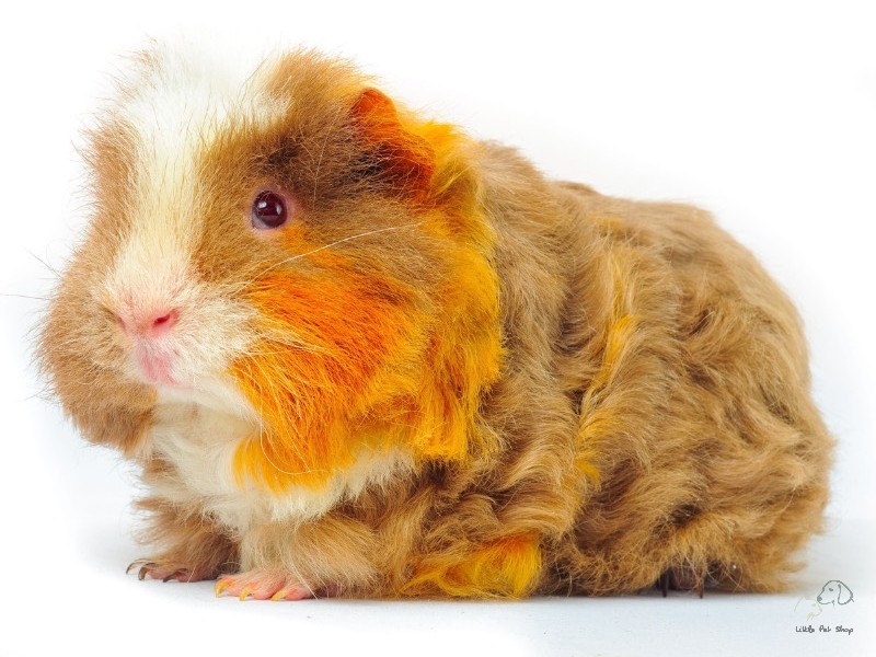 Guinea Pig lông xù