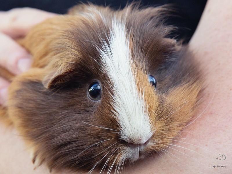 Guinea Pig Tam thể