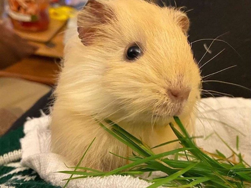 Guinea Pig Vàng chanh