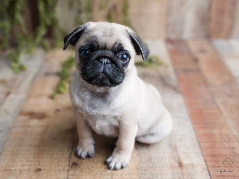 Pug 3 tháng tuổi