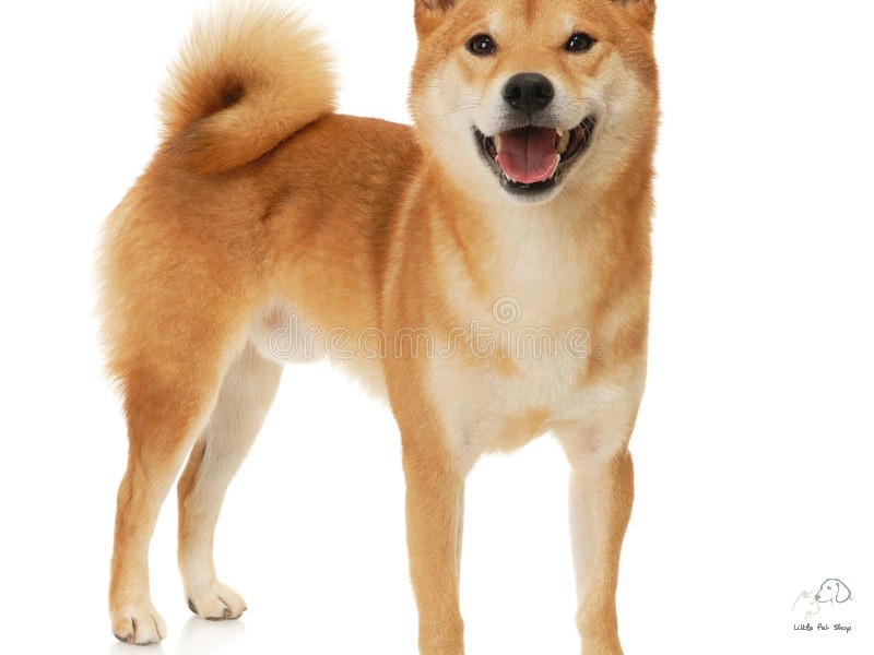 Shiba inu 2 tháng tuổi