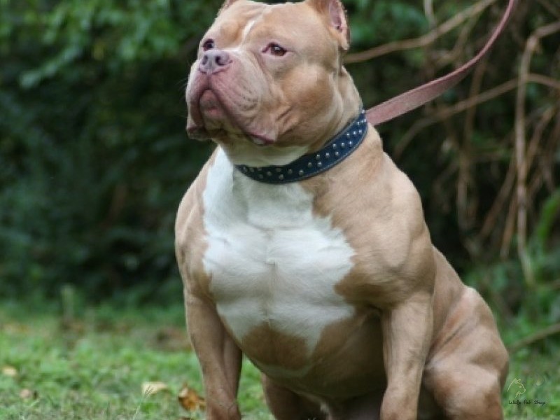 Pit Bull 3 tháng tuổi