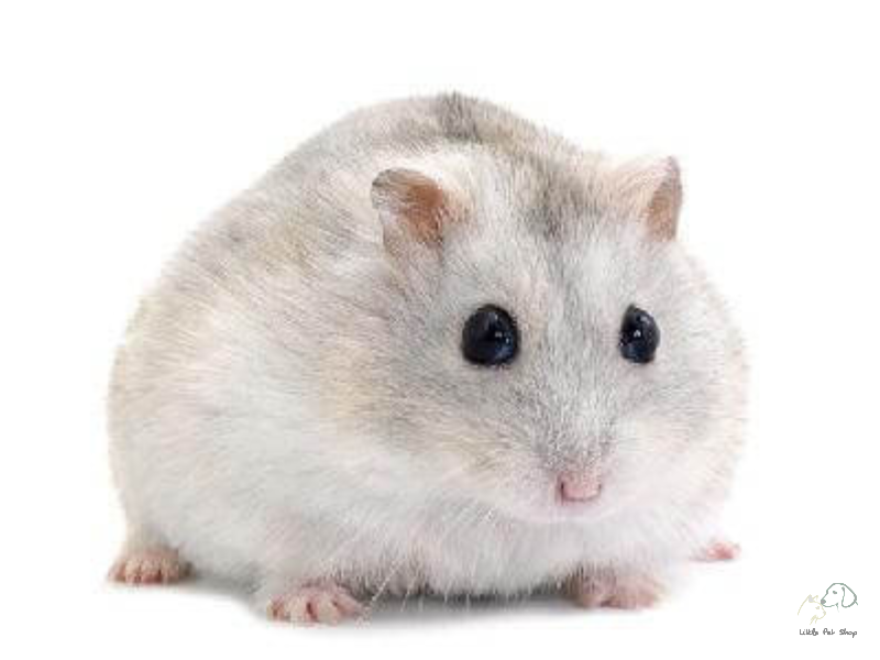 Hamster Winter White