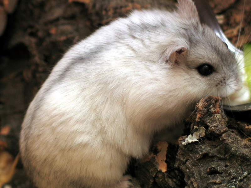 Chuột đồng Siberia