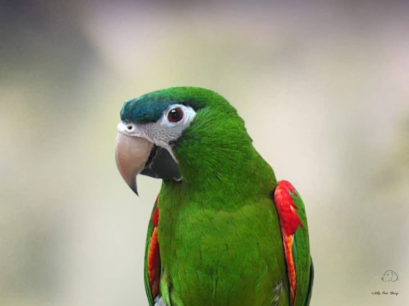 Vẹt Hahns Macw (Mini Macw)