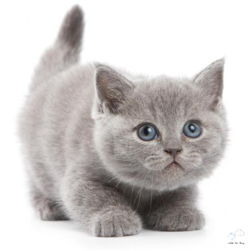 Mèo Anh lông ngắn mắt xanh