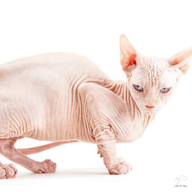 Mèo Sphynx - mèo không lông 5 tháng tuổi