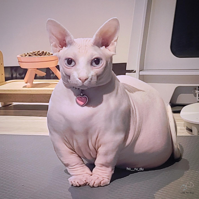 Mèo Sphynx - mèo không lông 5 tháng tuổi