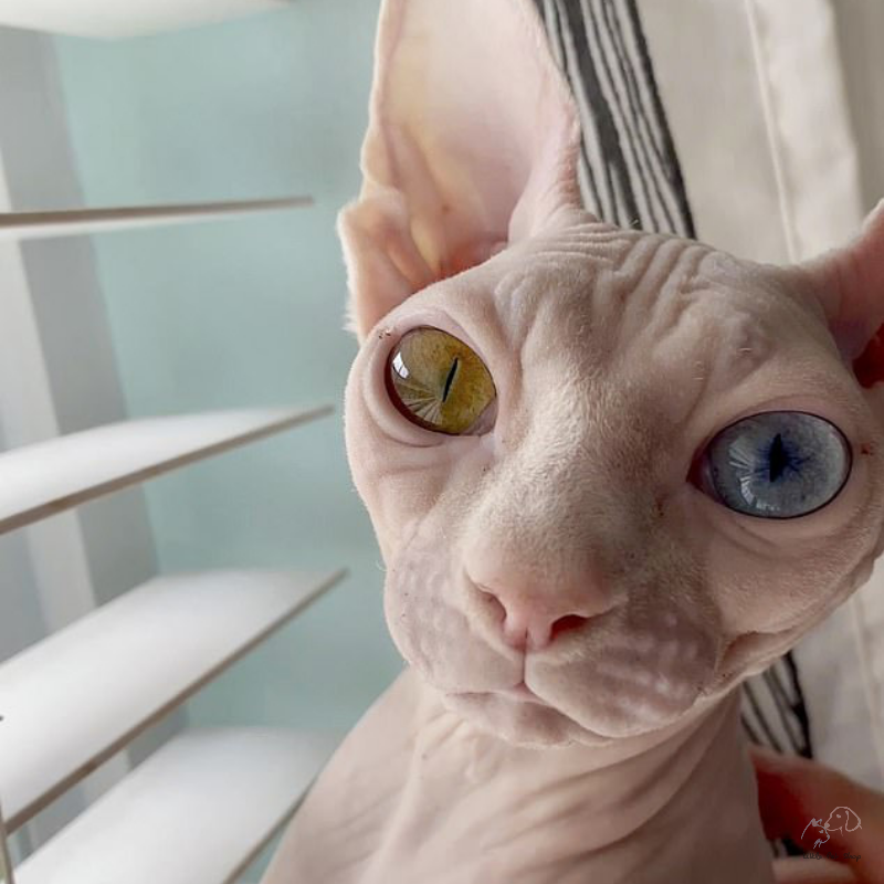 Mèo Sphynx - mèo không lông 5 tháng tuổi