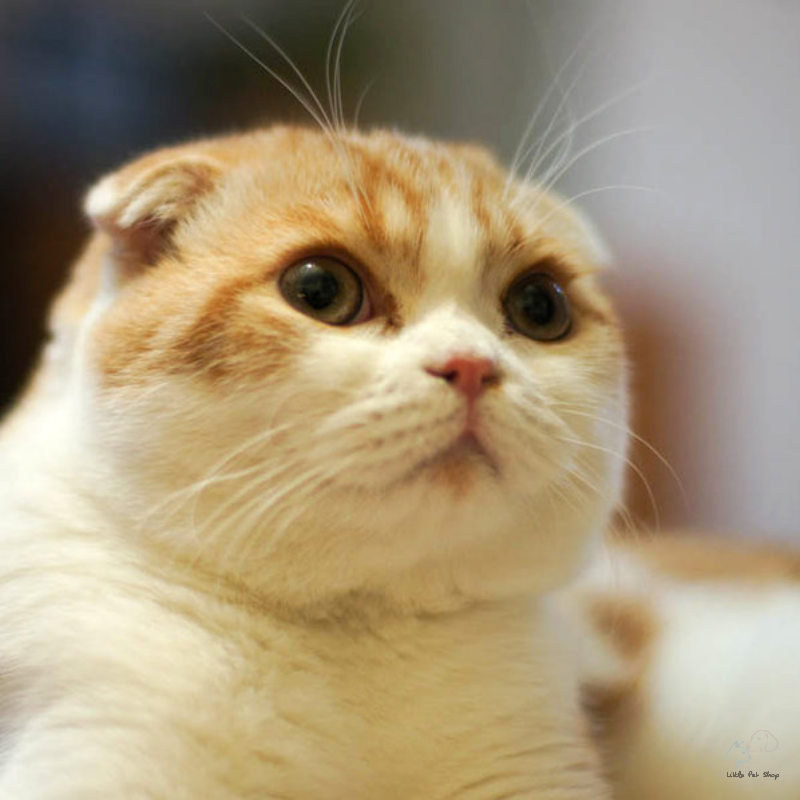 Mèo tai cụp Scottish Fold, chân ngắn, 4 tháng tuổi