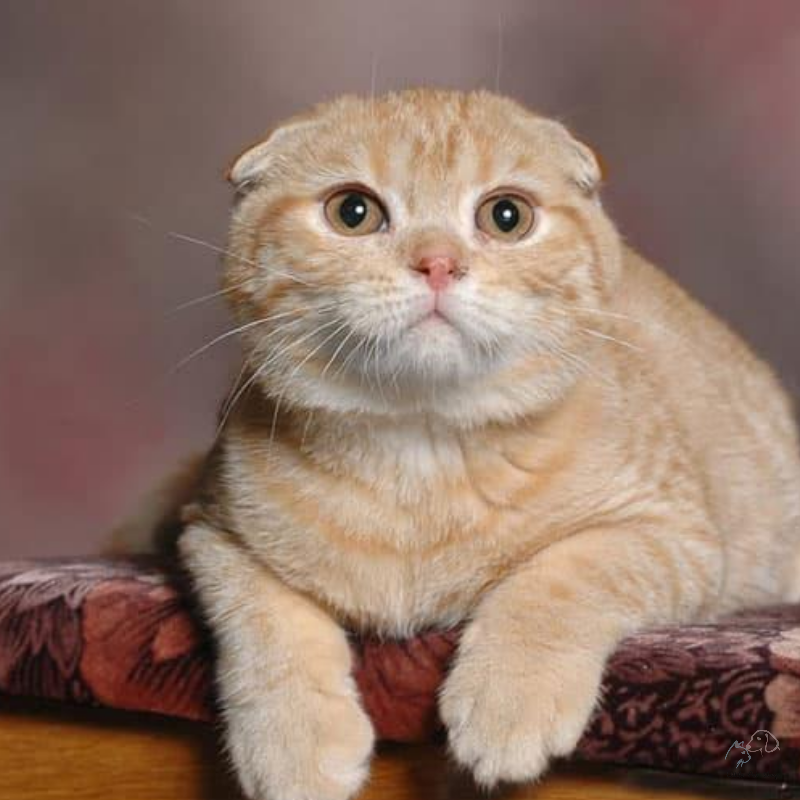 Mèo tai cụp Scottish Fold, chân ngắn, 4 tháng tuổi