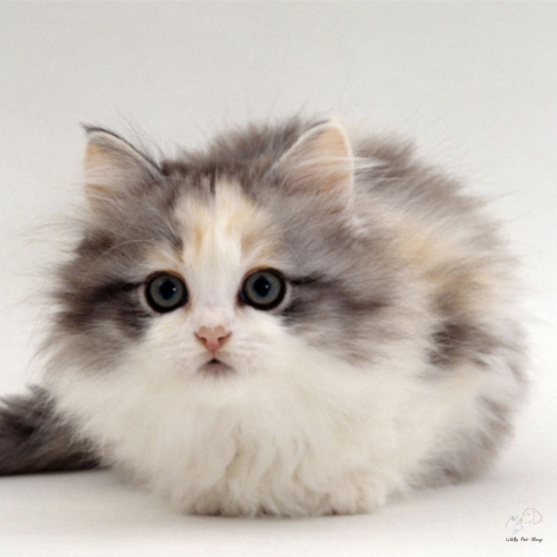 Mèo Ba Tư đáng yêu 4 tháng tuổi