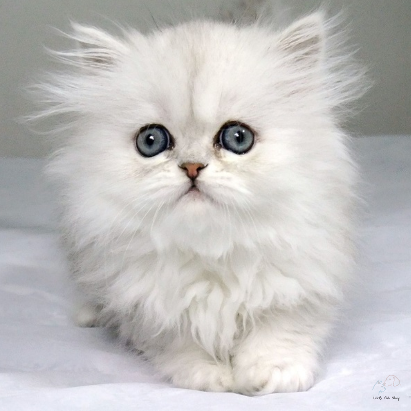 Mèo Ba Tư đáng yêu 4 tháng tuổi