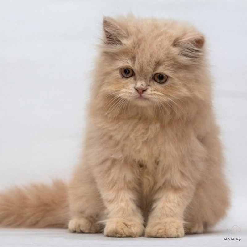 Mèo Ba Tư đáng yêu 4 tháng tuổi