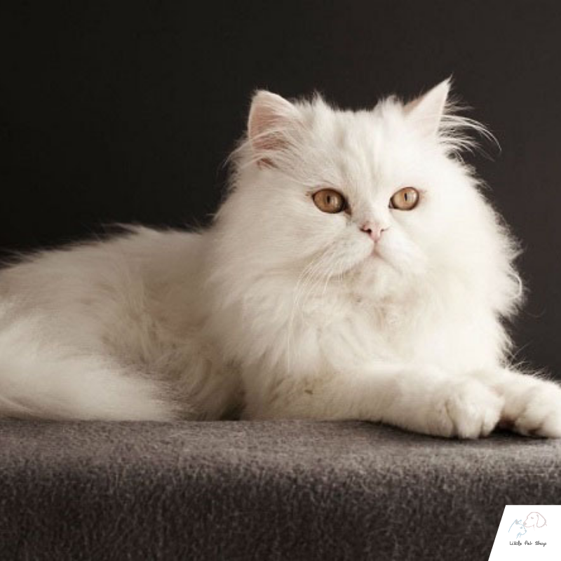 Mèo Ba Tư nhập khẩu từ Thái Lan 6 tháng tuổi