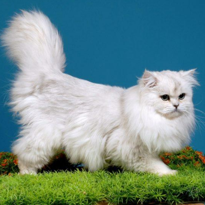 Mèo Anh lông dài mắt hai màu