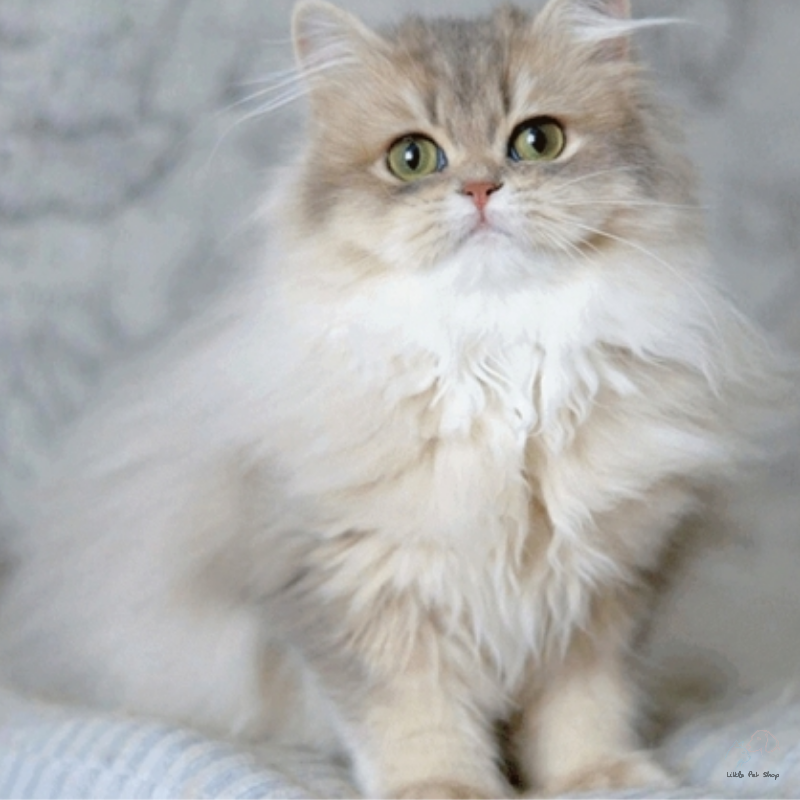 Mèo Anh lông dài mắt hai màu