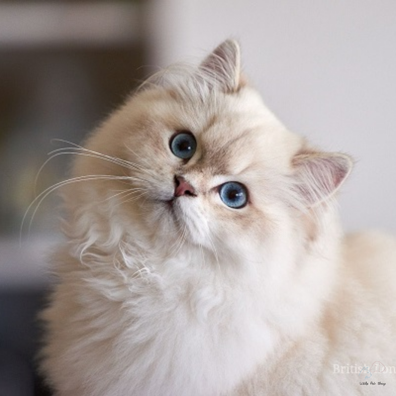 Mèo Anh lông dài mắt hai màu