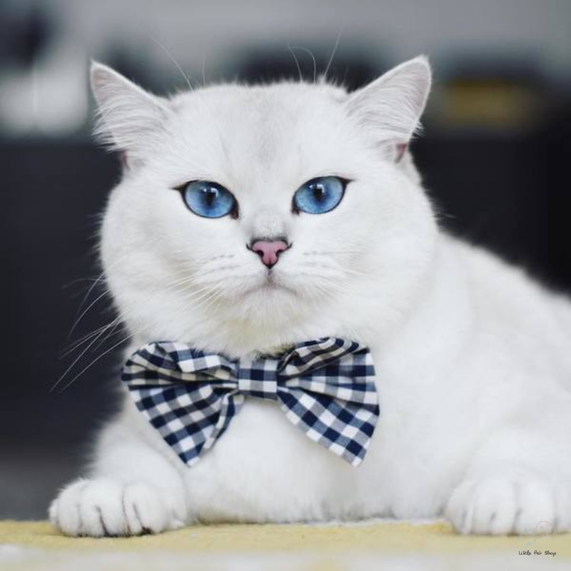 Mèo Anh lông ngắn mắt xanh