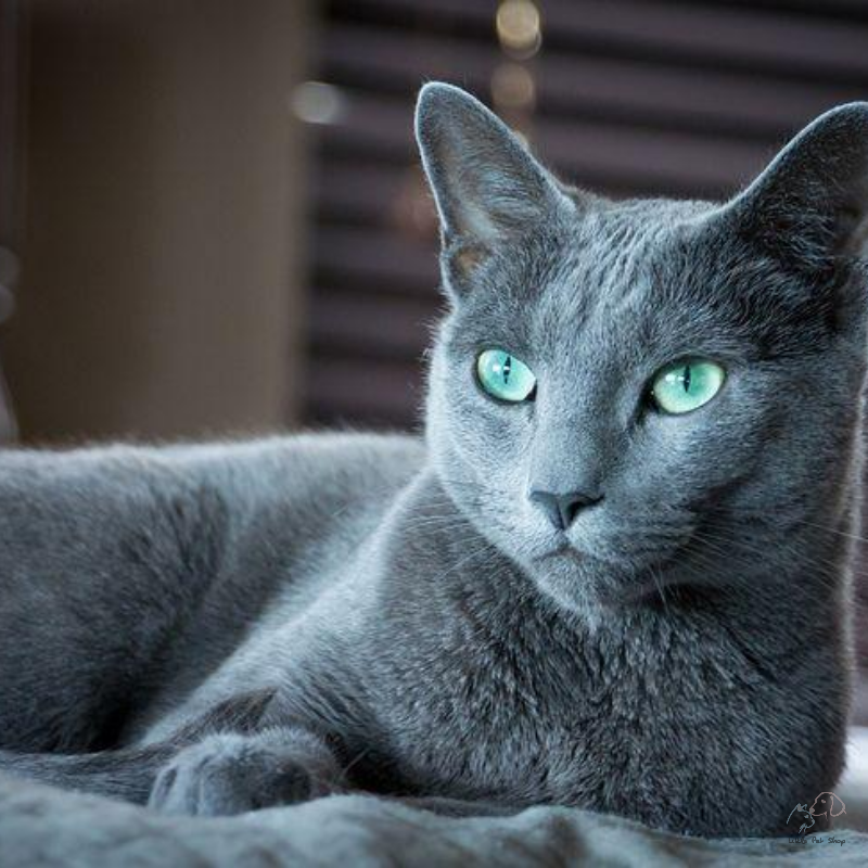 Mèo Nga mắt xanh - Russian Blue đặc biệt hiếm
