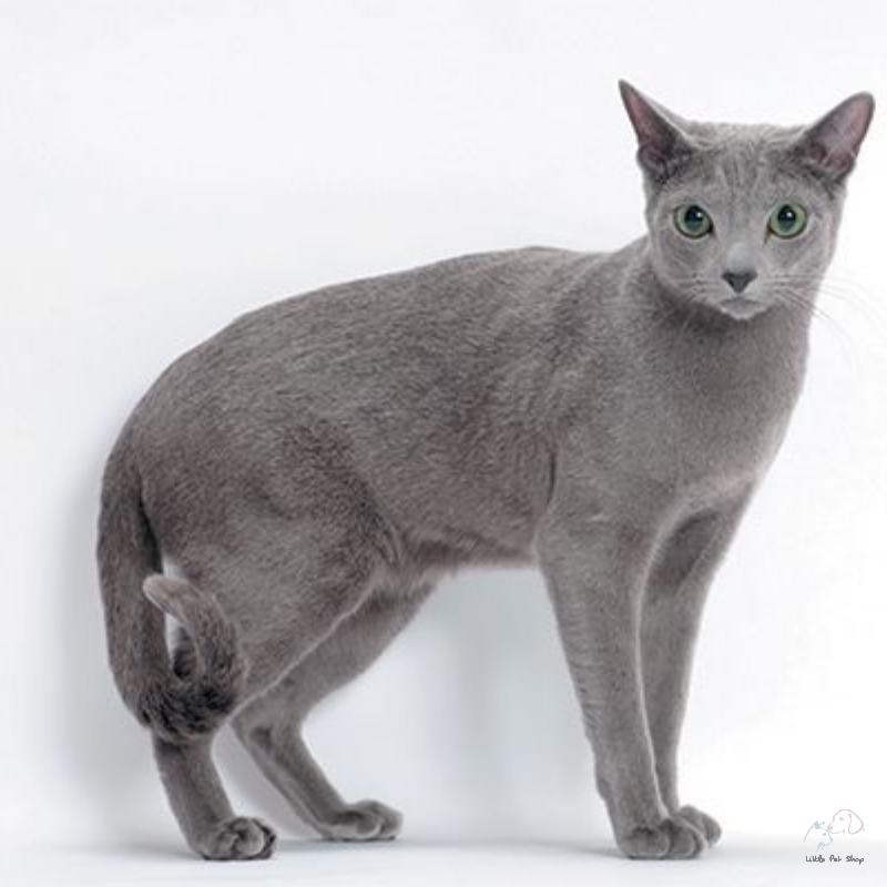 Mèo Nga mắt xanh - Russian Blue đặc biệt hiếm