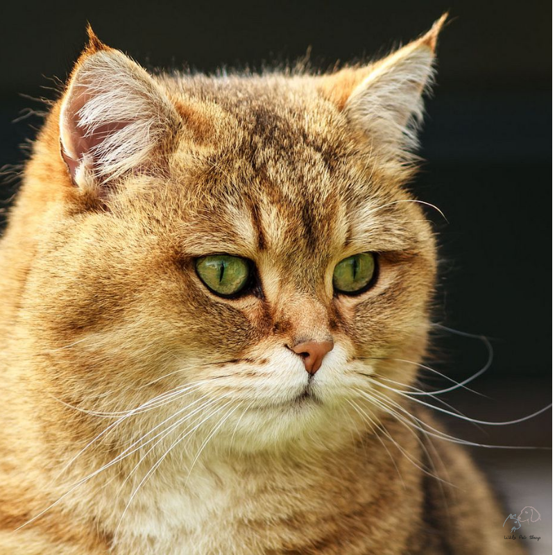 Mèo Golden lông vàng siêu ngầu